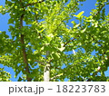 イチョウの緑 18223783