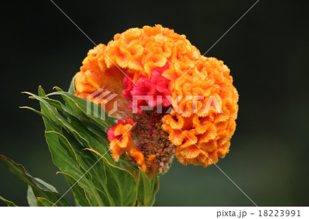 ケイトウの花 18223991