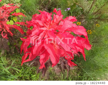 ハゲイトウ ハゲイトウ 18224440