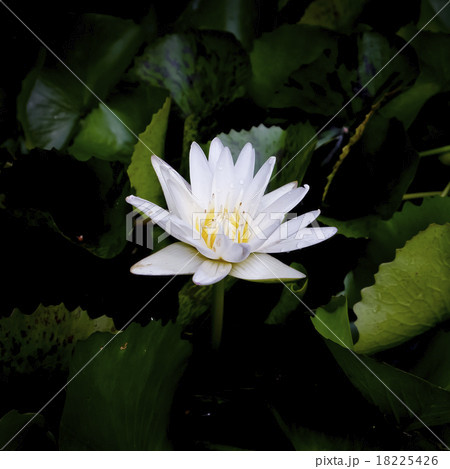 White lotus flower White lotus flower 18225426