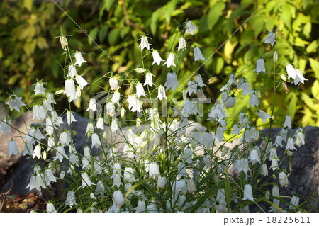 白のイワシャジン 18225611