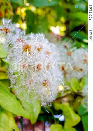 美しいクレマチスの綿毛 美しいクレマチスの綿毛 18225801