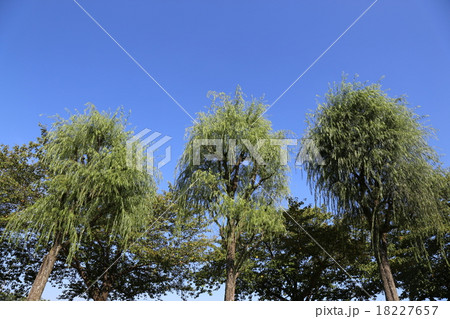 三本の大樹 三本の大樹 18227657