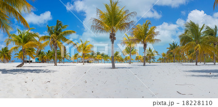 Palm trees on the white sand. Playa Sirena. Cayo Palm trees on the white sand. Playa Sirena. Cayo 18228110