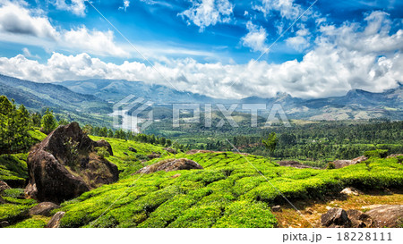 Green tea plantations 18228111