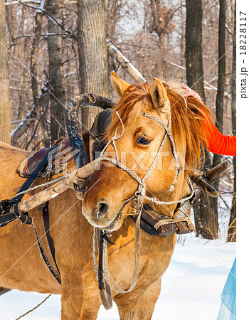 Portrait of horse in winter landscape Portrait of horse in winter landscape 18228117