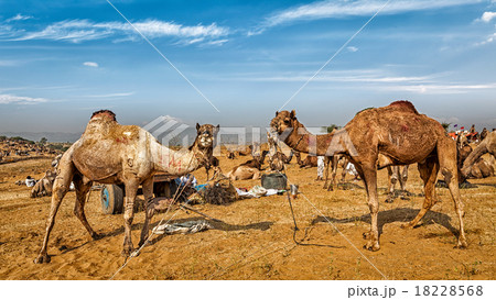 Camels at Pushkar Mela Camel Fair,  India 18228568