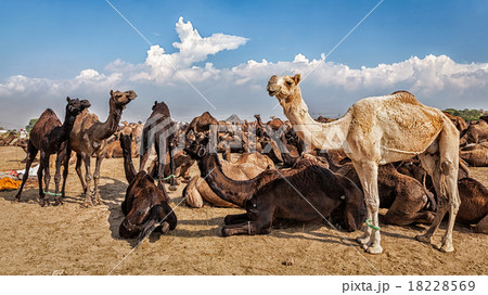 Camels at Pushkar Mela Camel Fair,  India 18228569