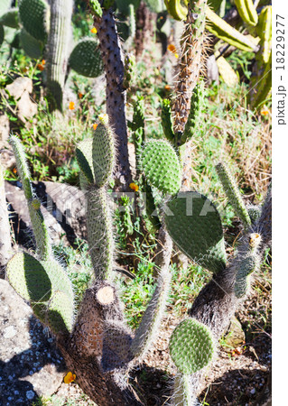 wild opuntia cactus outdoors 18229277