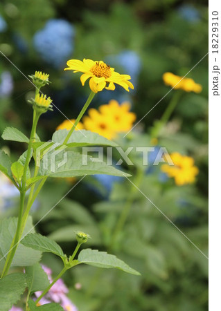7月のヒメヒマワリ 18229310