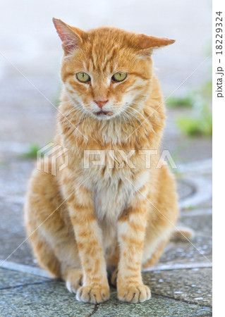 茶トラの野良猫の写真素材