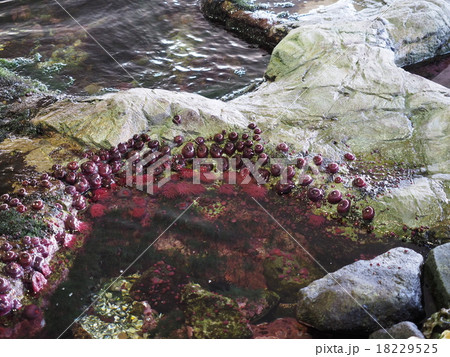 葛西臨海水族園のウメボシイソギンチャク 18229525