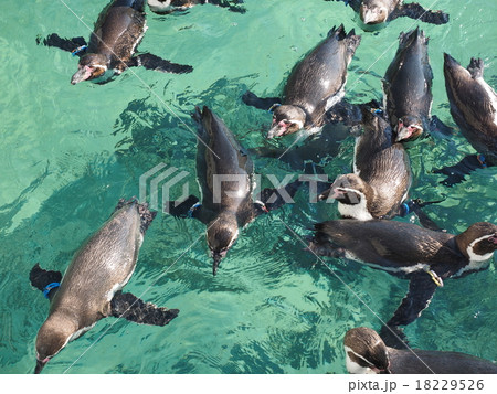 葛西臨海水族園のフンボルトペンギンの群れ 葛西臨海水族園のフンボルトペンギンの群れ 18229526