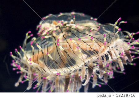 ハナガサクラゲ 18229716