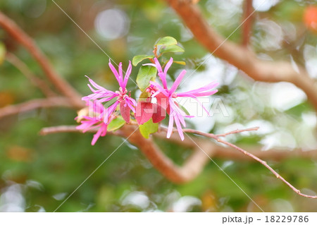 アカバナマンサクの花 18229786