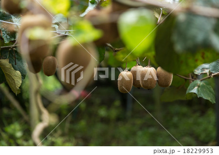 キウイ畑 キウイ畑 18229953