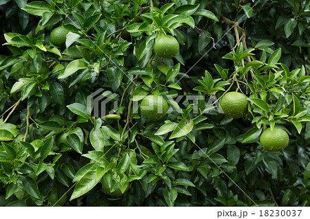 ミカンの木 18230037