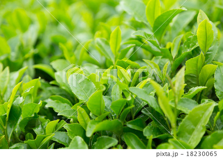 茶畑 茶畑 18230065