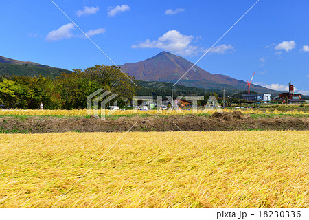 磐梯山と稲穂が実った水田 18230336