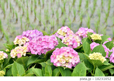 紫陽花 18231052