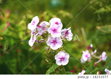 フロックス 18231077