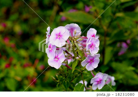 フロックス 18231080