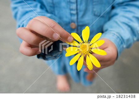花びらを触る子供 花びらを触る子供 18231438