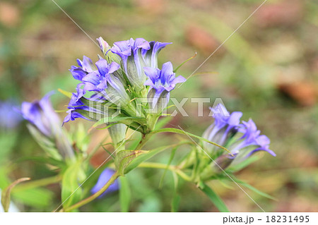 リンドウの花 18231495