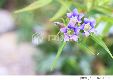 リンドウの花 18231499