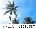 南の島 18231687