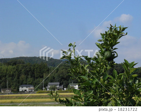 青空と蜜柑 青空と蜜柑 18231722