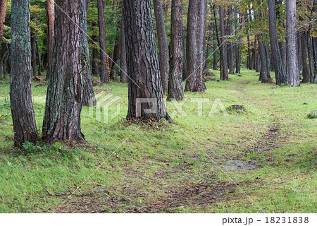 赤松林の小道 18231838