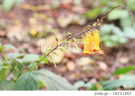 マツムラソウの花 18231865