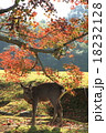 奈良公園　鹿 18232128