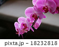 胡蝶蘭 18232818