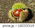 秋の味覚　栗 18233310
