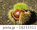 秋の味覚　栗 18233311