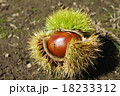 秋の味覚　栗 18233312