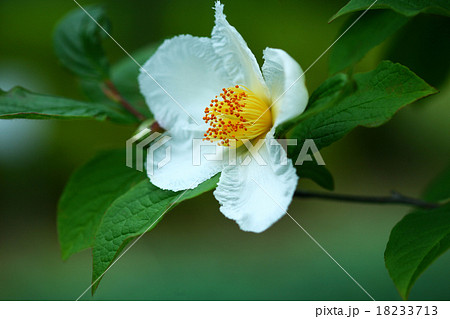ナツツバキの開花 18233713