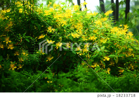 ビヨウヤナギの花々 ビヨウヤナギの花々 18233718