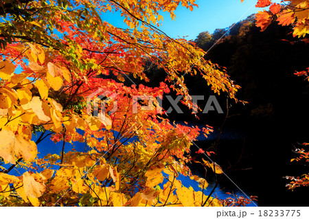 紅葉と鎌池20 18233775