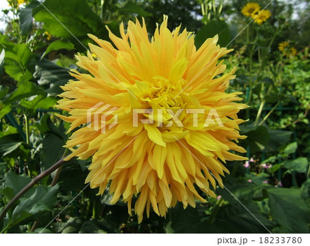 モネの家ジベルニー4 モネの家ジベルニー4 18233780