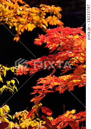 紅葉と鎌池22 18233787