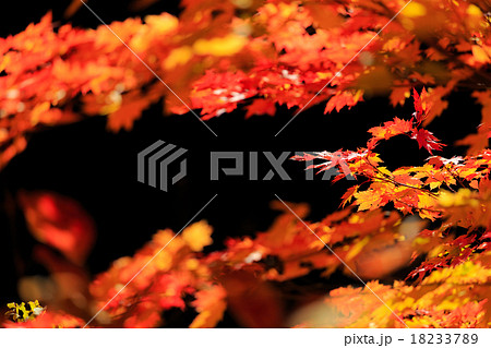 紅葉と鎌池24 18233789