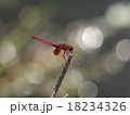 ベニトンボ 18234326