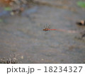 タイリクアカネの縄張り飛翔 18234327