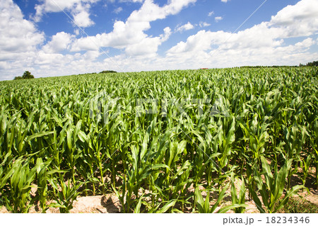 grow corn grow corn 18234346