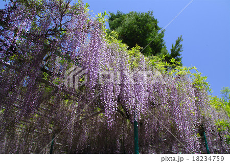 明石市魚住町にある住吉神社の満開の「祓除の藤（はらいのふじ）」と五月晴れ  /兵庫県明石市魚住町 18234759
