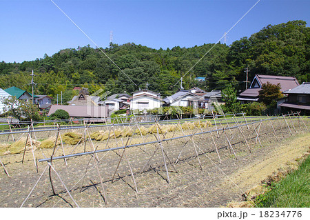ノスタルジックな西宮市北部にある船坂峠の集落 / 初秋 / 収穫の季節 / 兵庫県西宮市山口町船坂 ノスタルジックな西宮市北部にある船坂峠の集落 / 初秋 / 収穫の季節 / 兵庫県西宮市山口町船坂 18234776