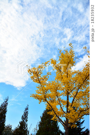 イチョウの葉 18235932